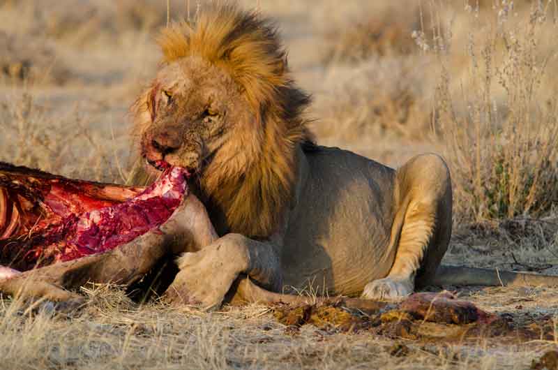 101 - Namibia - leones comiendo - parque nacional de Etosha